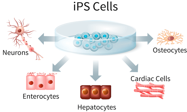 using human ipscs as an in vitro model for regenerative medicine