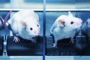 Rat Stock Photo